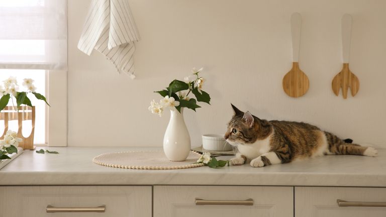 Cat on kitchen counter with flowers
