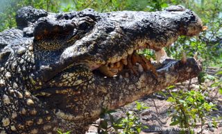 An adult Cuban crocodile chomps down on a snack.