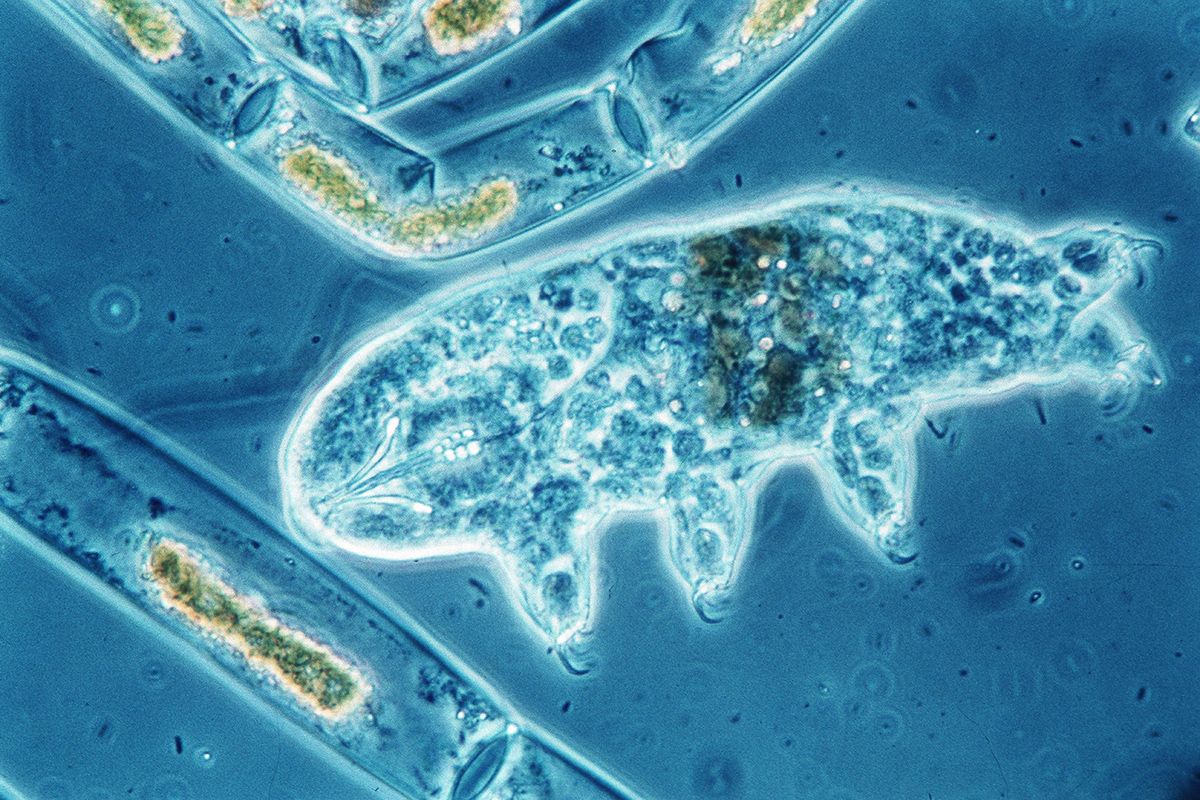 8 Reasons Why We Love Tardigrades Live Science