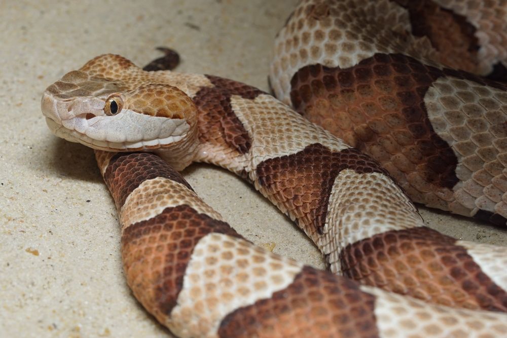 copperhead