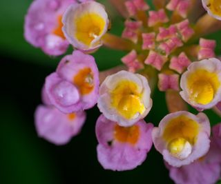 Pink and yellow lantana in bloom