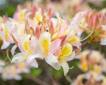 When to plant azaleas bi-colored 