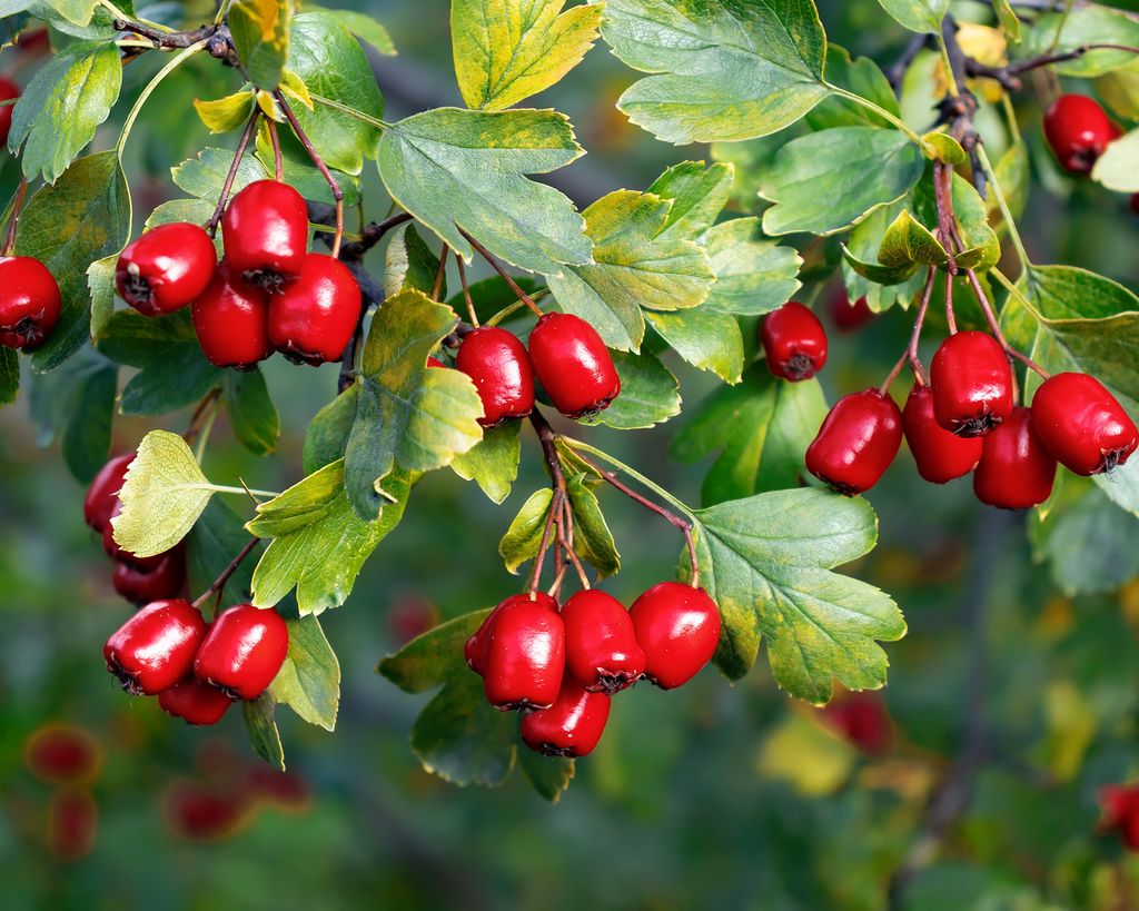 Best trees with berries 10 trees to feed the wildlife Gardeningetc