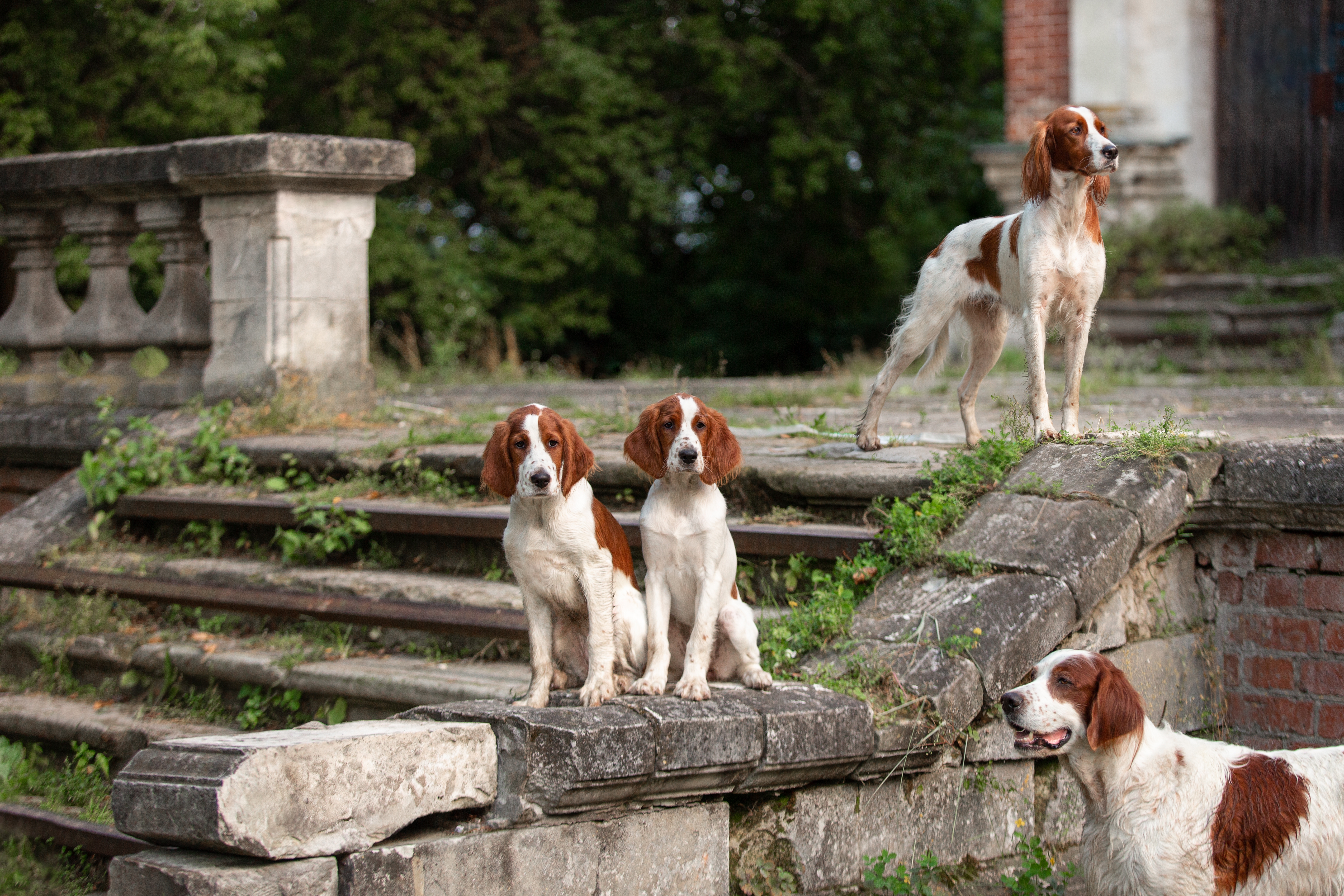 Four Irish Red and White Setters on the stone steps of an old country estate, with two sitting side by side, one standing alert above them, and another resting below, surrounded by overgrown greenery.