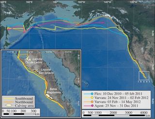 This map tracks the journeys of Vavara, Agent and Flex, three gray whales that swam from Russia to North America.