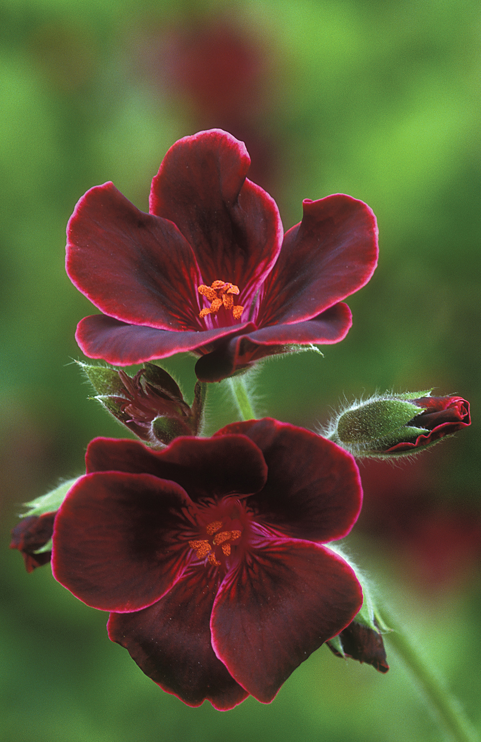 Pelargonium 'Lord Bute'