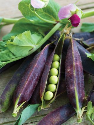 Burpee Purple Podded Peas