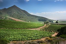 00000954e-Swartland_vines_2.jpg