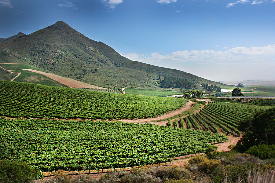 00000954e-Swartland_vines_2.jpg