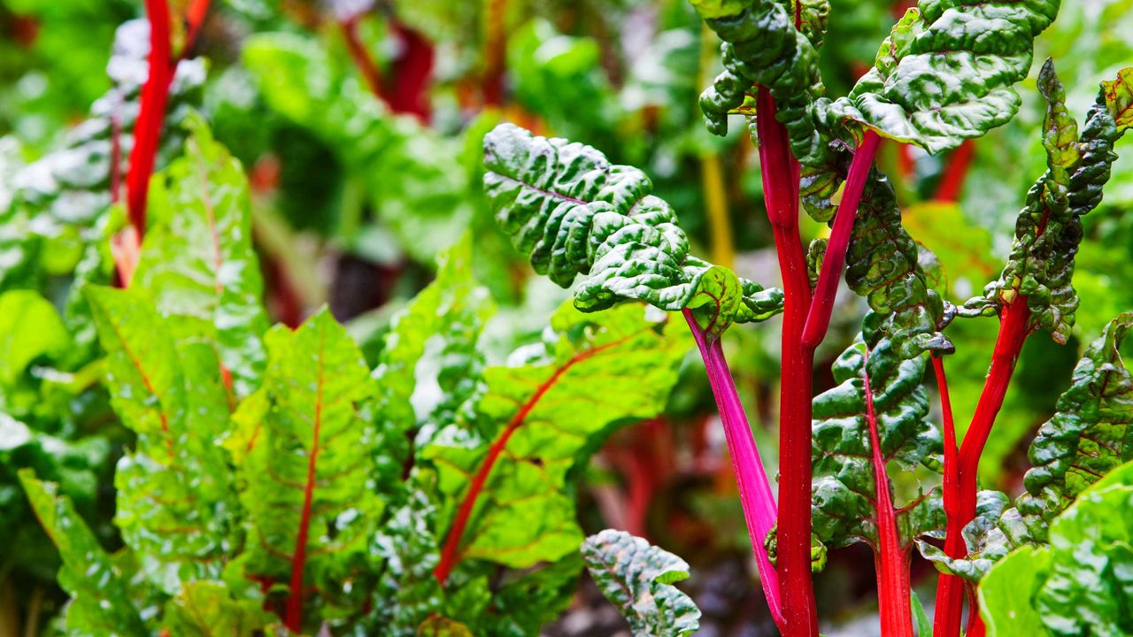 easiest vegetables to grow – colorful chard in raised bed