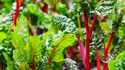 easiest vegetables to grow – colorful chard in raised bed