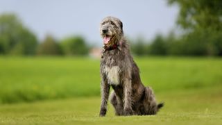 Irish wolfhound