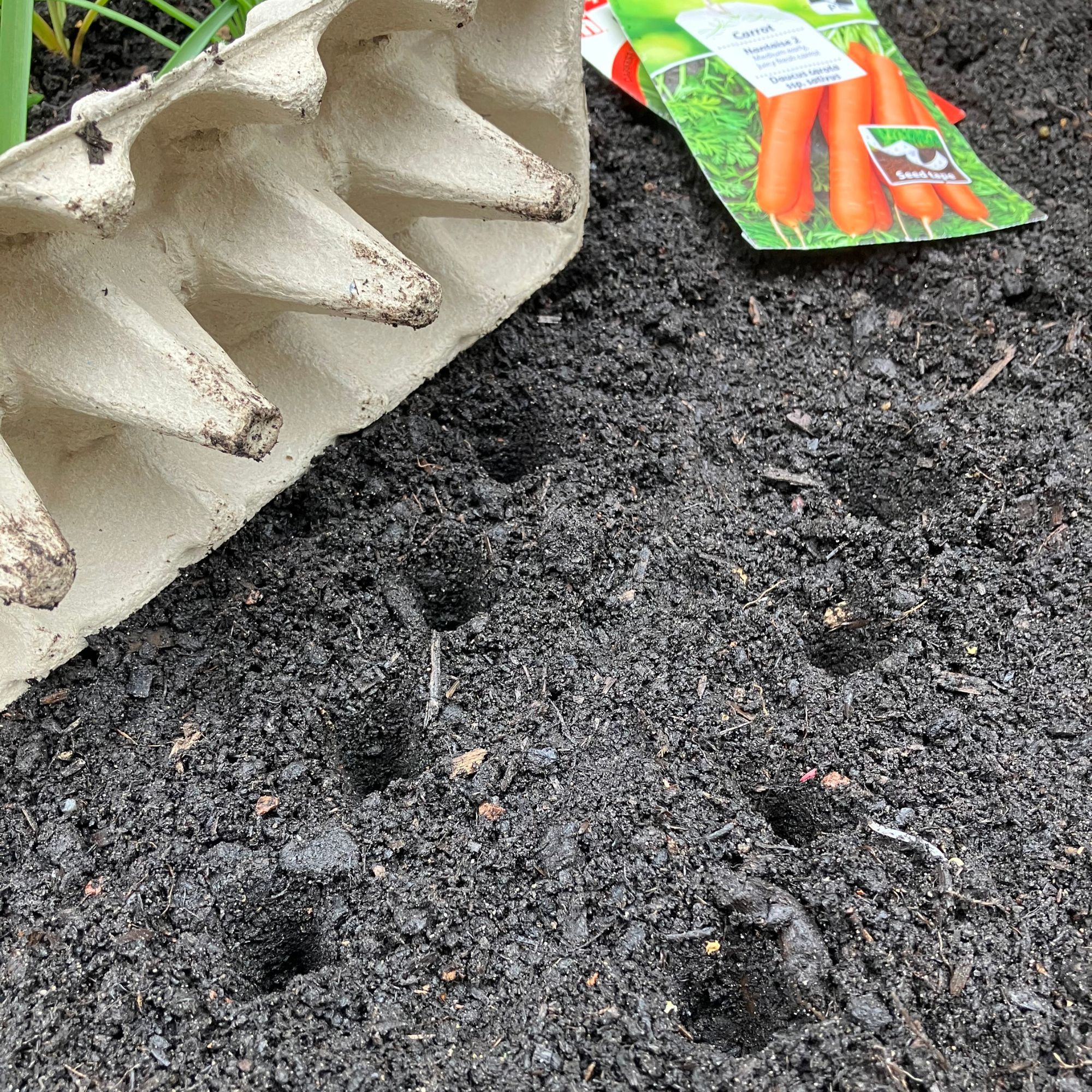 ecycling egg cartons to space seeds in the garden