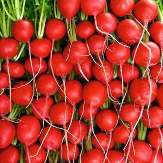 radish Rivoli roots freshly harvested