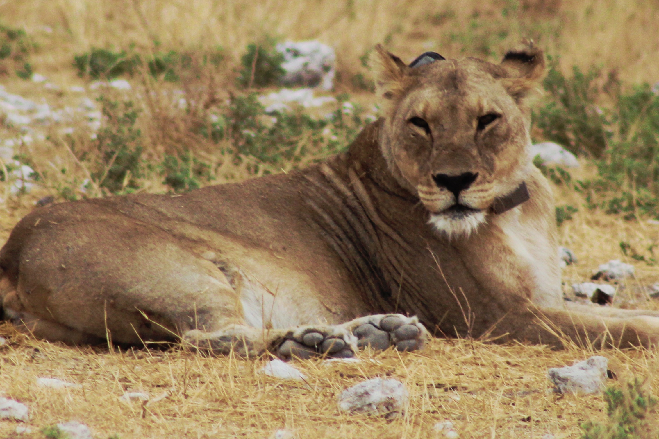 GuruShots - Nature&rsquo;s Masterpiece 2026