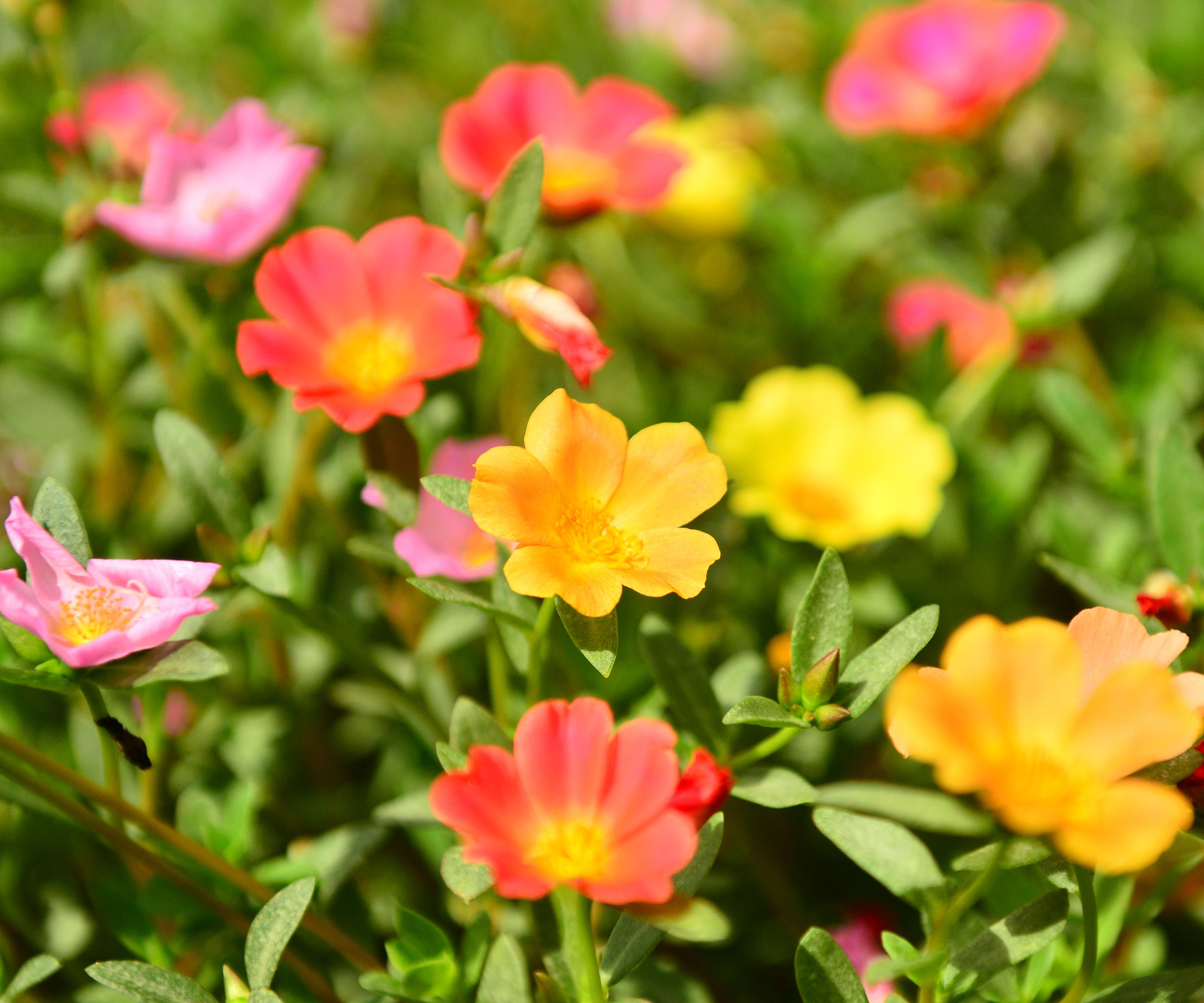 mixed moss rose planting in full bloom
