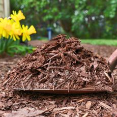 Mulching Landscape Beds In Spring