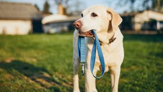 Dog holding leash in its mouth
