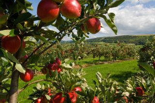 Apples growing in an orchard