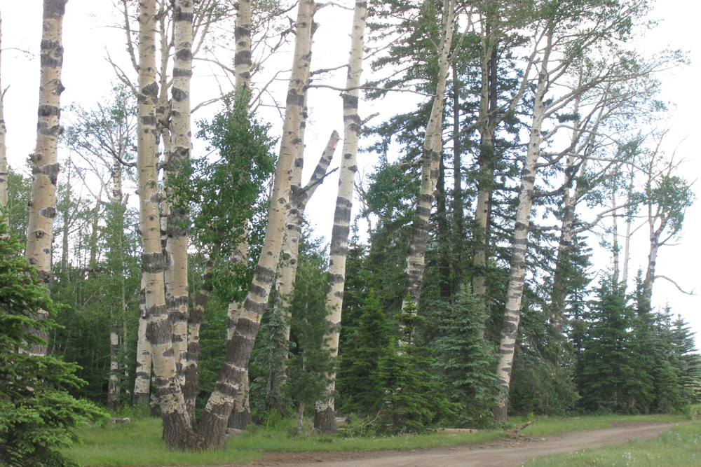 aspens, golden quaking aspen