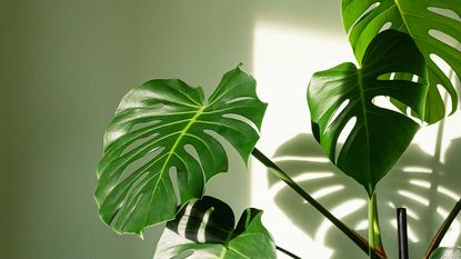 monstera leaves