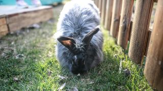 Angora rabbit