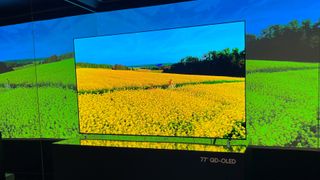 The Samsung S95C OLED TV displaying yellow flowers on the screen