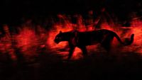 A nighttime shot of a silhouetted prowling black panther against red light from a nocturnal lamp. 