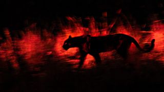 A nighttime shot of a silhouetted prowling black panther against red light from a nocturnal lamp. 