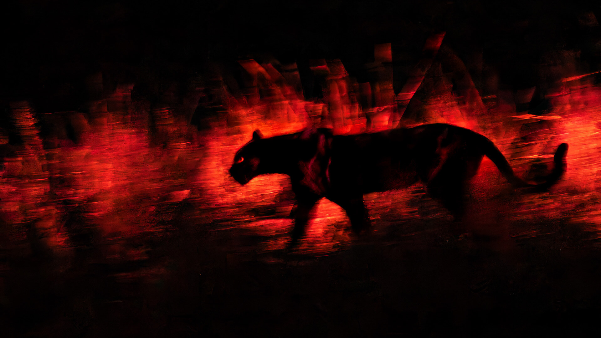 A nighttime shot of a silhouetted prowling black panther against red light from a nocturnal lamp. 