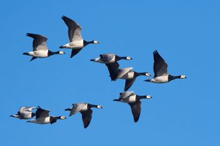 Barnacle geese flying. 