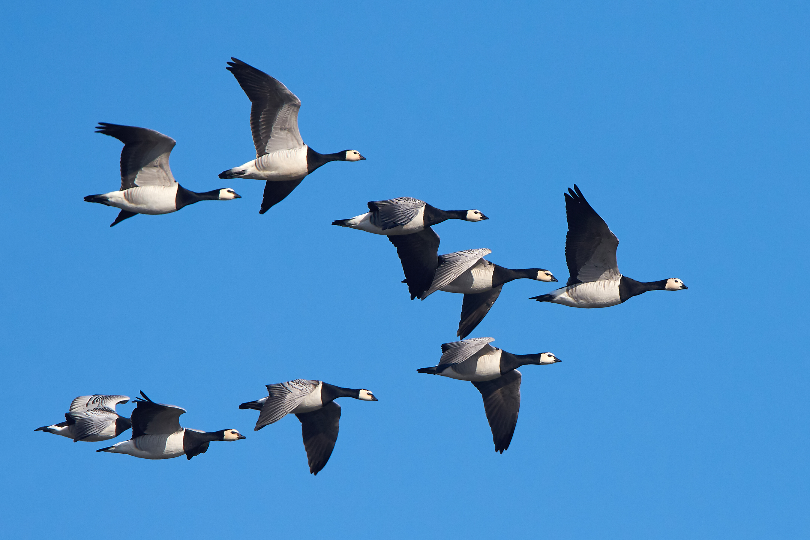 Canada geese outlet migration