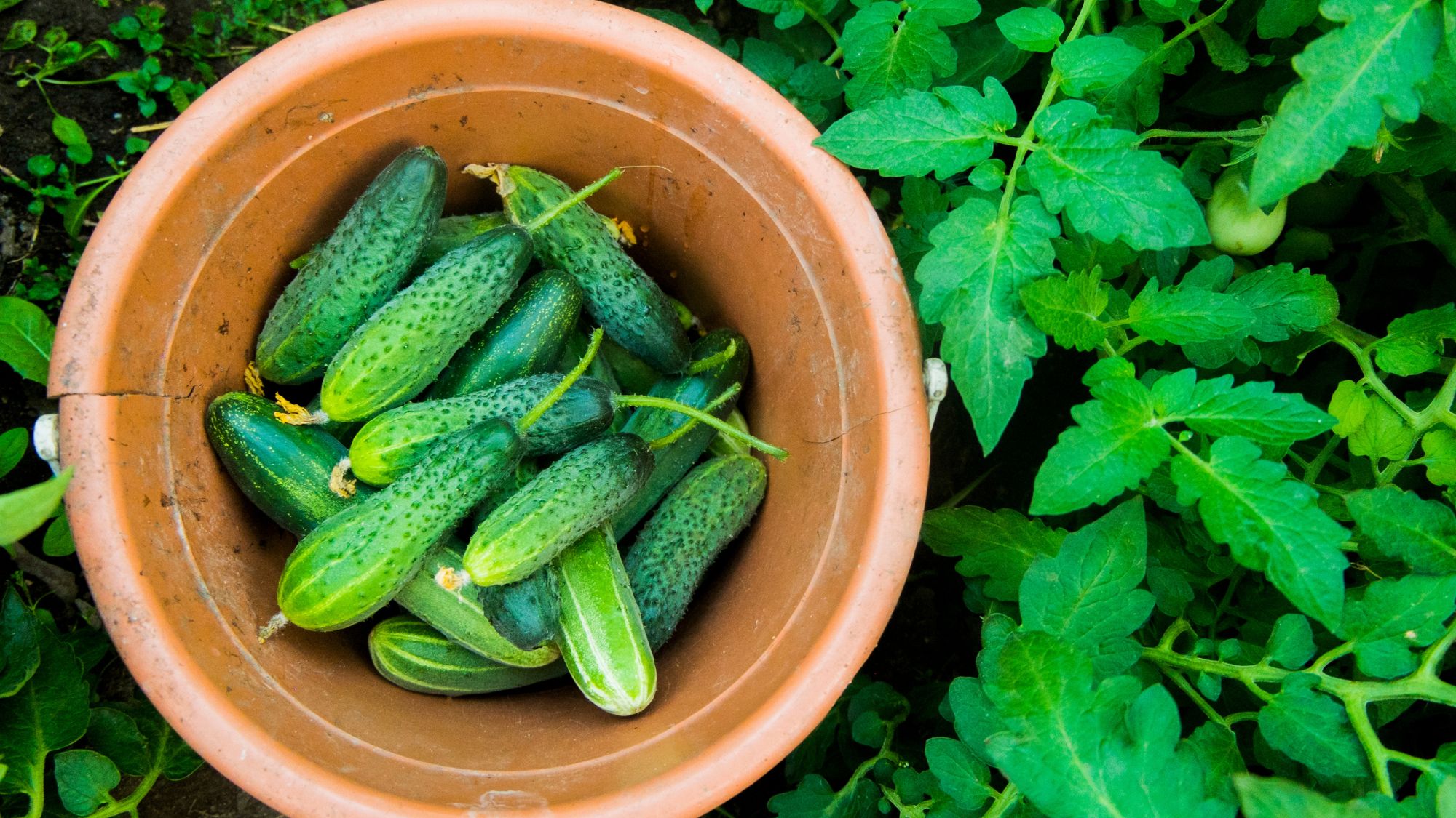 Fresh cucumbers in terracotta pot