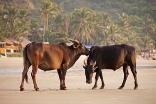 Cows on Kudle Beach near Gokarna, Karnataka, India