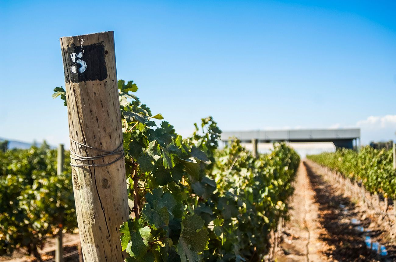 Escudo Rojo vineyards Chile