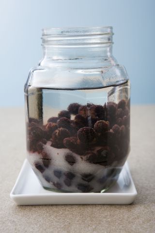 sloes steeping in gin in a large jar to make sloe gin