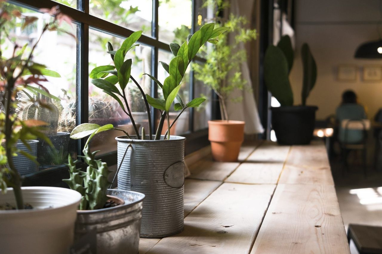 Indoor Urban Style Potted Garden On Windowsill