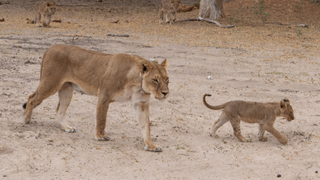 A lioness and her cub padding along in Hwange National Park, Zimbabwe