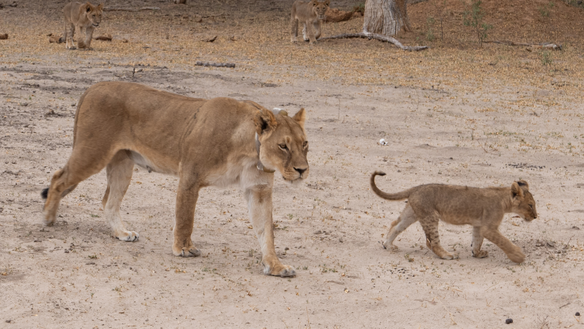 A lioness and her cub padding along in Hwange National Park, Zimbabwe