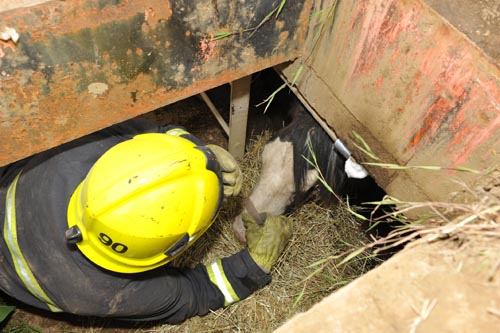 Horse-rescue.jpg
