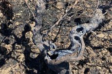 Wildfire burns rare vines in Crete