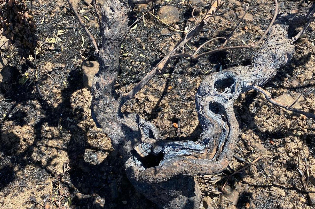 Wildfire burns rare vines in Crete