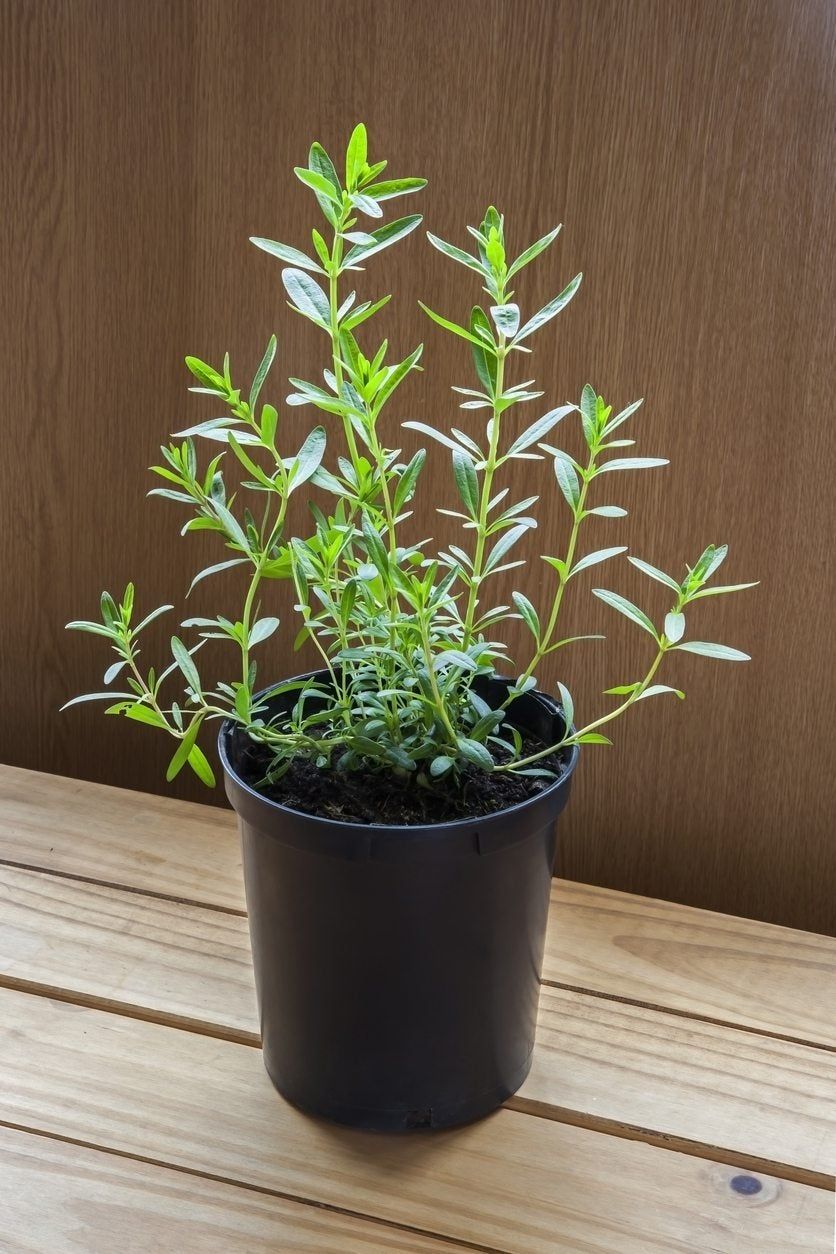 Container Grown Hyssop Plant