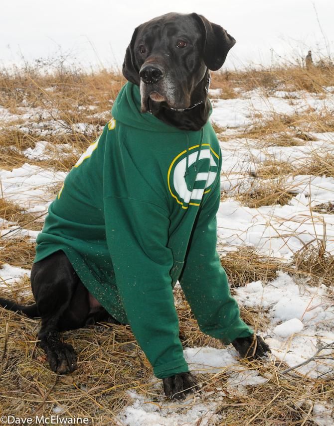 Even the dogs in Wisconsin are Packers fans