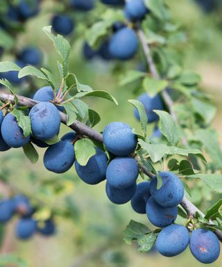 Damson Farleigh fruits ripening on the branch
