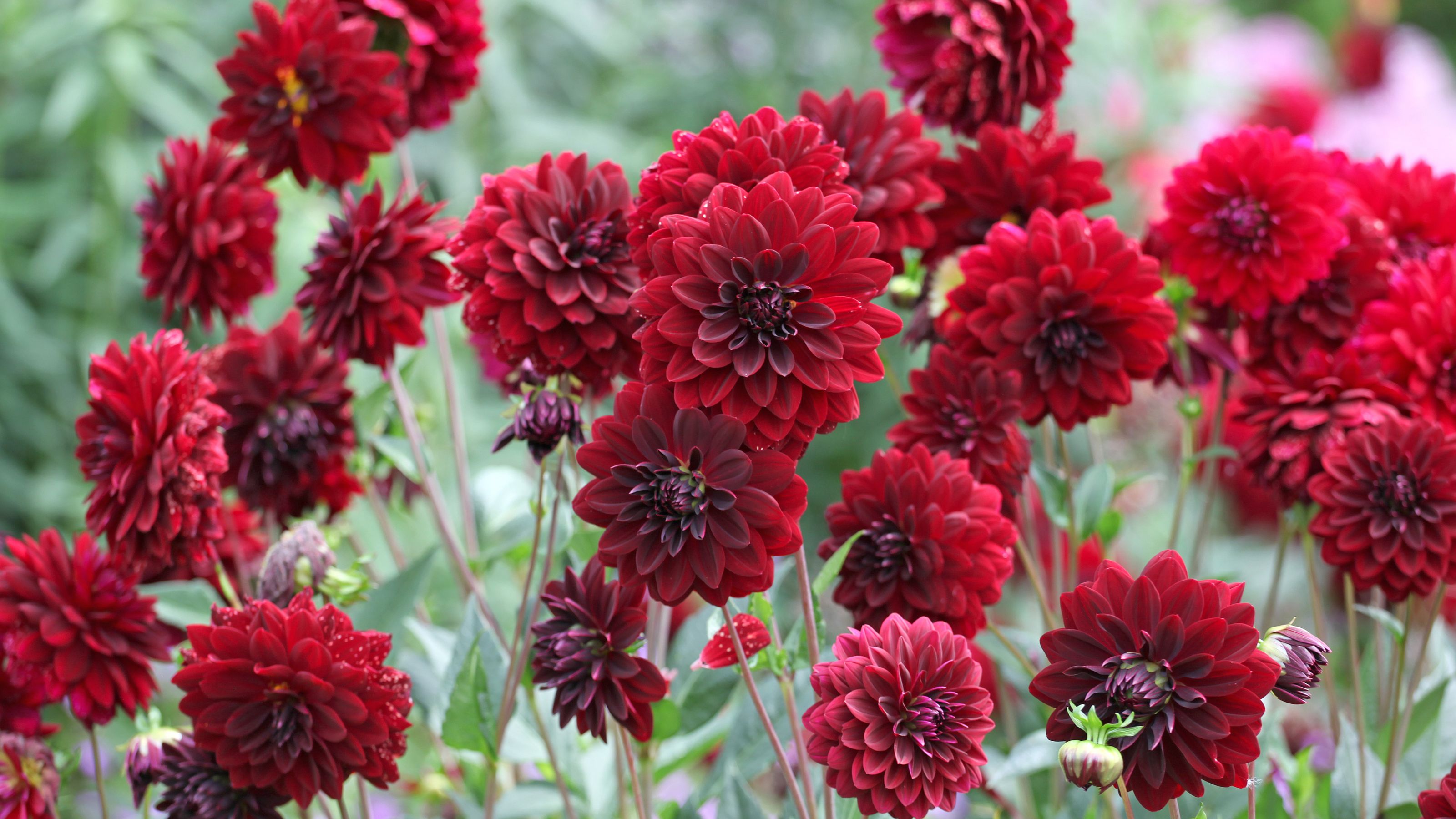 Red Dahlia 'Arabian Night' flowers growing in garden