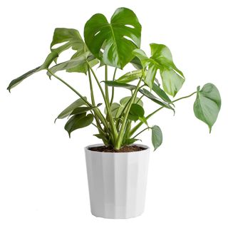 A cheese plant in a white pot on a white background.