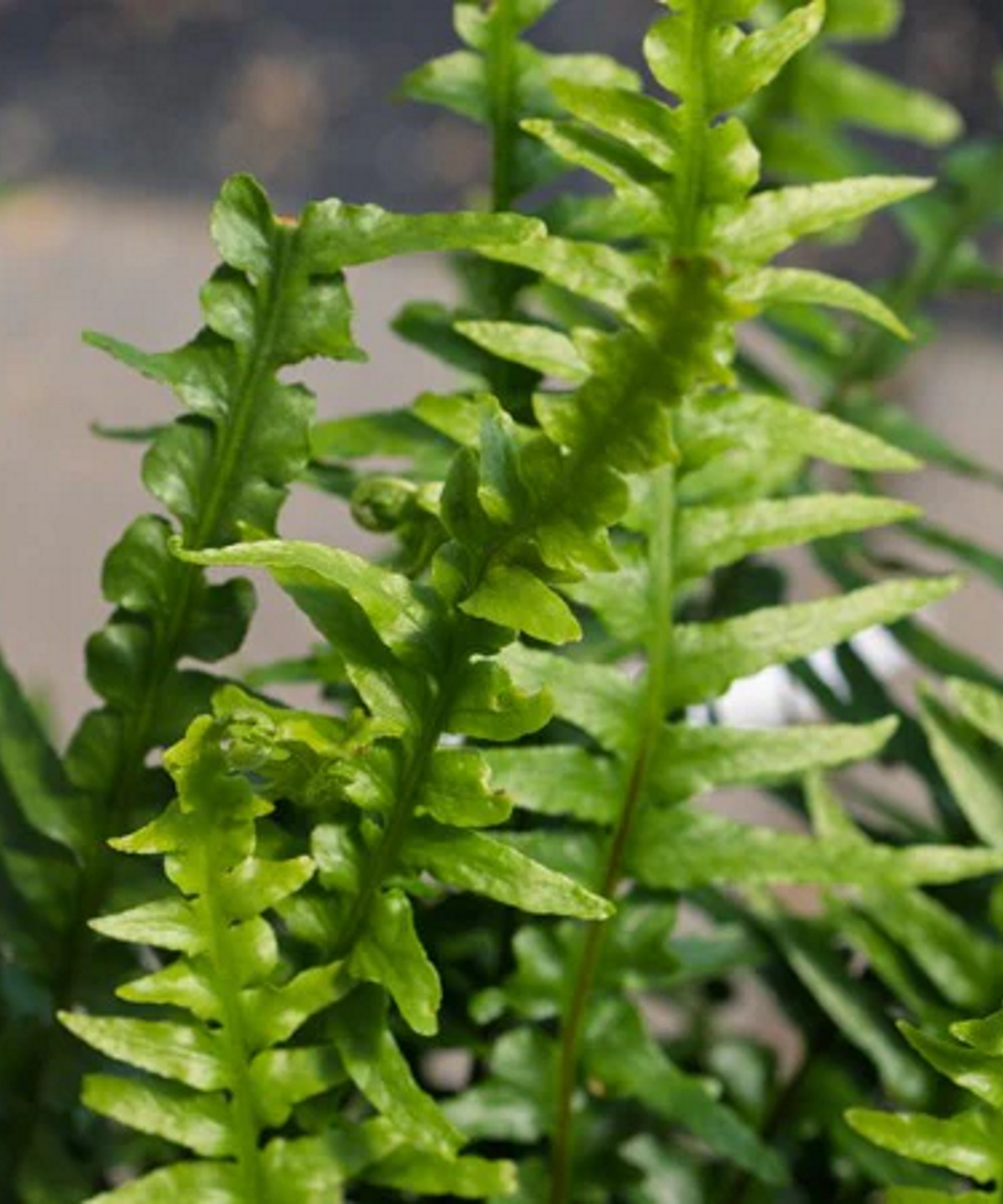 Dragontail Fern