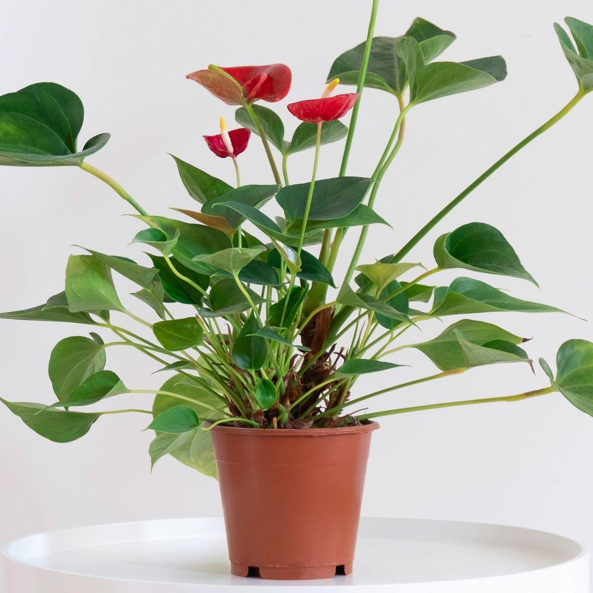 How to propagate anthurium – the three best ways | Ideal Home