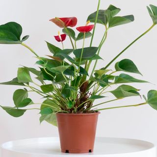 Anthurium house plant in a pot on white coffee table on neutral background